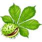 Chestnut Events Logo